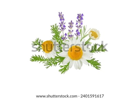 Chamomile and lavender flowers bunch isolated on white. White daisy in bloom and lavender branch. Chamaemelum nobile herbal and lavandula medicine plants. 
