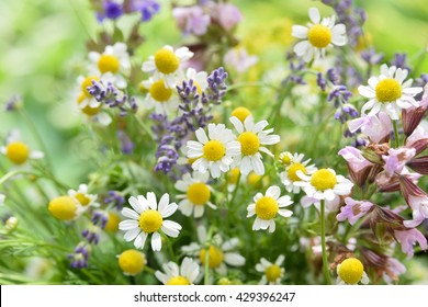 Chamomile And Lavender In Garden