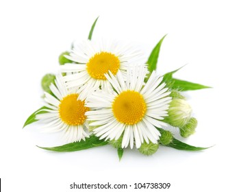 Chamomile With Leaves On A White Background