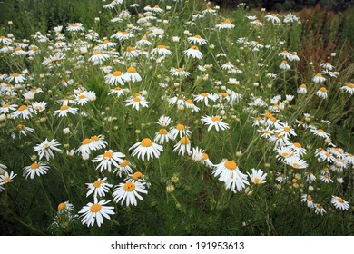 Chamomile, Matricaria Recutita