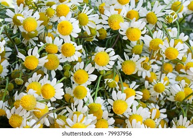 Chamomile, Matricaria Recutita.