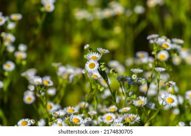 Chamomile Meadow Grows On The Lawn Of The City