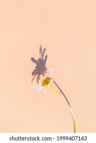 Chamomile On Beige Background. Summer Sunlight Shadows. Aesthetic Minimal Wallpaper. Stylish Plant Composition