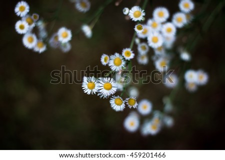 Similar – Image, Stock Photo #A0# Wildflowers