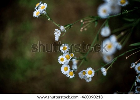 Similar – Image, Stock Photo #A0# Wildflowers