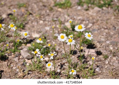 Chamomile on the ground