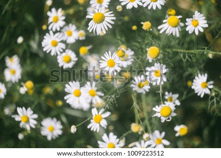 Image, Stock Photo camomile bush Fragrance