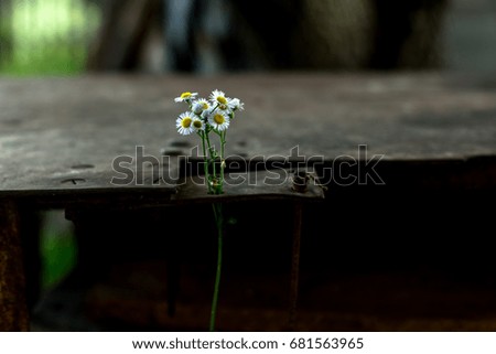 Chamomile on an old background