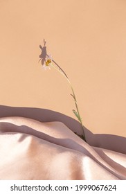 Chamomile On Silk Fabric Background. Summer Sunlight Shadows. Aesthetic Minimal Wallpaper. Stylish Plant Composition