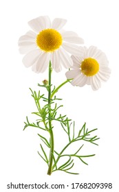 Chamomile Plant Isolated On White Background