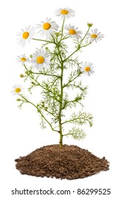 Chamomile Plant (Matricaria Chamomilla). Isolated On White.