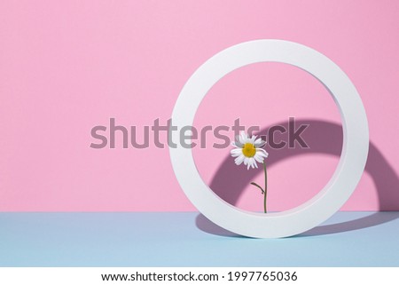 Chamomile in a round white frame, presentation podium on a pink-blue background. 