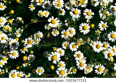 Similar – Image, Stock Photo small white Flower Plant