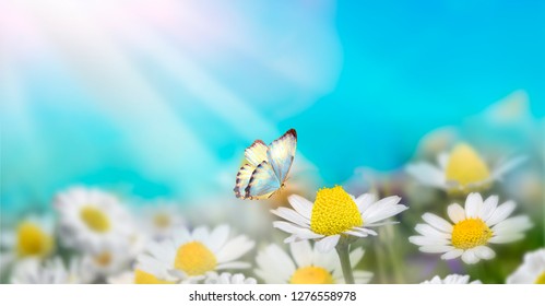 Chamomiles daisies macro in summer spring field on background blue sky with sunshine and a flying butterfly, nature panoramic view. Summer natural landscape with copy space.