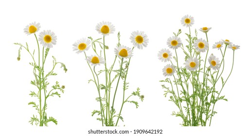 マーガレット Images Stock Photos Vectors Shutterstock