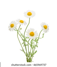 Bouquet Chamomiles Oxeye Daisy Isolated On Stock Photo (Edit Now ...