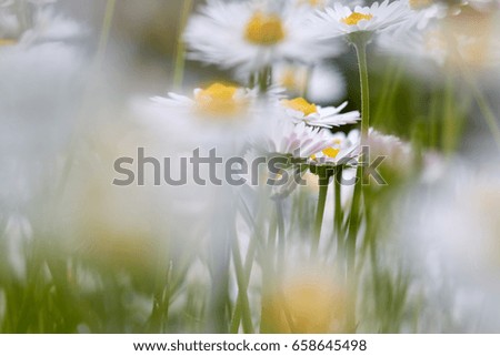 Similar – Image, Stock Photo camomile bush Fragrance