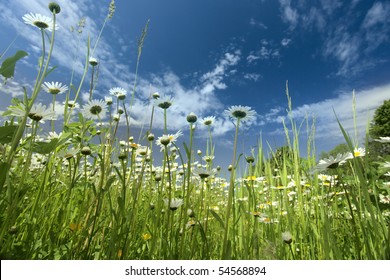 chamomiles on a background of blue sky.Focal length 17mm.