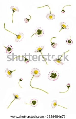 Similar – Flower pattern on white