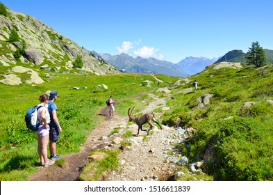 Chamonix-Mont-Blanc, France - July 30, 2019: People watching Alpine Ibex in the French Alps. Wild goat, steinbock, in Latin Capra Ibex. People and wild animals. Alpine landscape in the summer.
