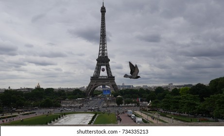 champ de mars and eiffel tower, pigeon flying