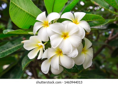 Champa Flower / Frangipani Flower/ 