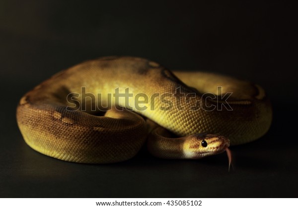 Descubra Champagne Ballroyal Python Nonvenomous Constrictor Smallest Imagenes De Stock En Hd Y Millones De Otras Fotos Ilustraciones Y Vectores En Stock Libres De Regalias En La Coleccion De Shutterstock Se Agregan Miles De Imagenes Nuevas De