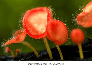 Champagne (red hairy cup fungi) mushrooms in rain forest, Thailand. Take photos by close up view.