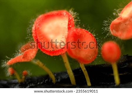 Champagne (red hairy cup fungi) mushrooms in rain forest, Thailand. Take photos by close up view.