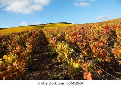 Champagne Vineyard In Epernay, France