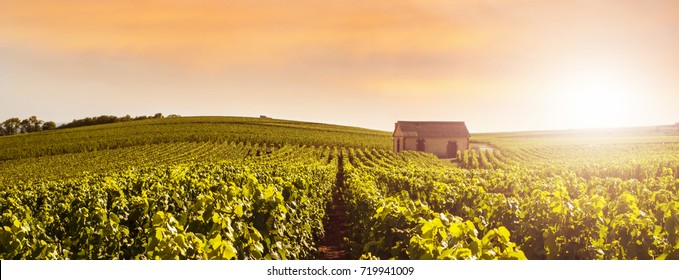 Champagner Frankreich Stock Photos Nature Images