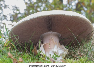 
Champignon in nature with fresh pinkish gills visible from below