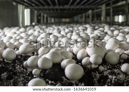 Champignons growing on a mushroom farm. Mushroom production industry