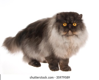 157 Persian smoke cat Images, Stock Photos & Vectors | Shutterstock