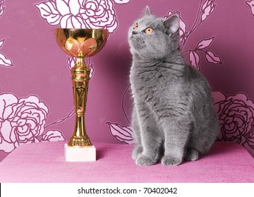 champion british shorthair kitten with a cup