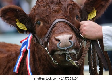 Champion Bull At Agricultural Show.