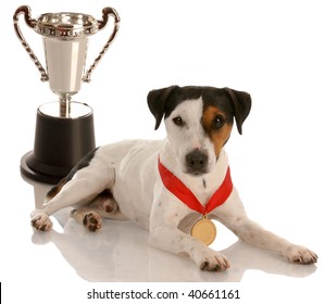 Champion Dog - Jack Russel Terrier Wearing Gold Medal Sitting With Trophy