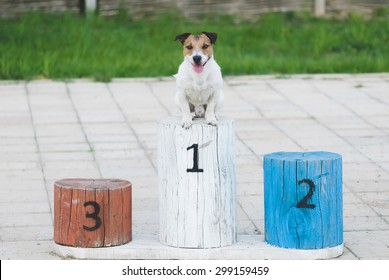 Champion Dog On A Pedestal On The First Place