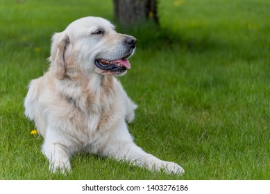 Champion Golden Retriever Posing On Grass Stock Photo 1403276186 ...