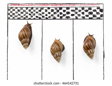 Championship Competitive Snail Racing To The Goal