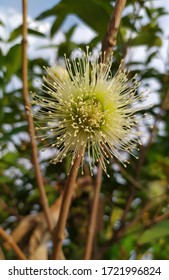 Champoo Or Bell Fruit Flower In Bloom.