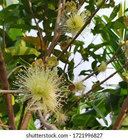 Champoo Or Bell Fruit Flower In Bloom.