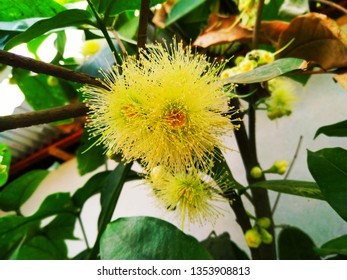 Champoo Or Bell Fruit Flower In The Tree