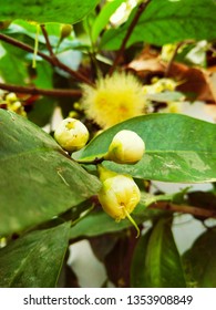 Champoo Or Bell Fruit Flower In The Tree