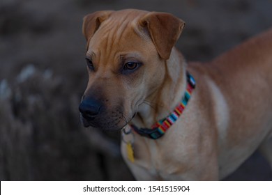 A Chance Encounter With This Darling Pup, Grahm, On The River Beach, St. John's Oregon, USA