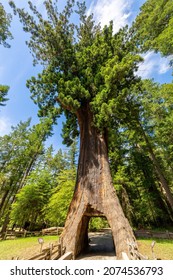 The Chandelier Tree Is One Of Northern California’s Three Remaining Drive-through Redwoods, USA