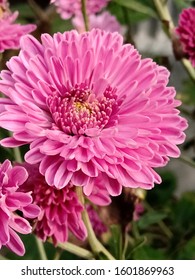 Chandra Mallika Flower Beautiful Nature Stock Photo 1601869963 ...