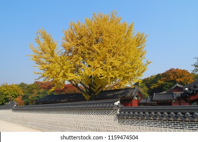 Changdeokgung Palace Fall Landscape