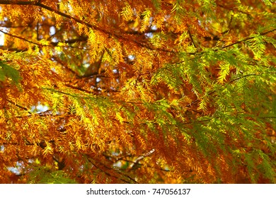 change : leaf on the tree when the leaves change color in Taiwan, Leaves change color.