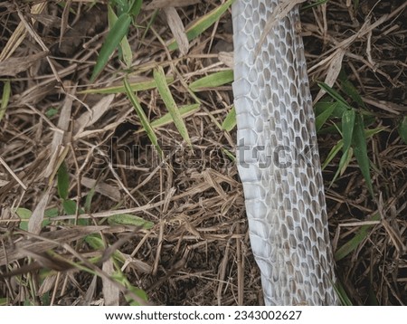 Change of snake skin in a bush on a village estate.